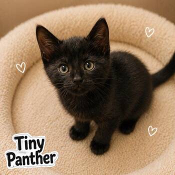 Domestic Short Hair Cats Available for Adoption in Quincy, Ohio - Edmund | PetCurious