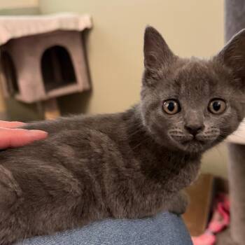 Domestic Short Hair Cats Available for Adoption in Middlebury, Vermont - Hilda | PetCurious