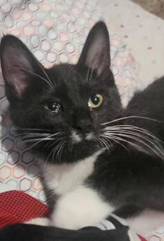 Rescue Domestic Short Hair Cats for Adoption in Mokena, Illinois - Ragnar | PetCurious