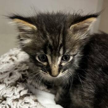Eze -  Domestic Medium Hair Cat for Adoption in Rifle, Colorado - Eze | PetCurious