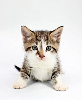 Vibe -  Domestic Short Hair Cat for Adoption in Morton Grove, Illinois - Vibe | PetCurious