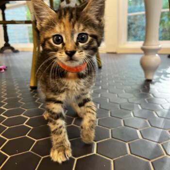 Lavender -  Torbie and Domestic Short Hair Cat for Adoption in Mastic, New York - Lavender | PetCurious