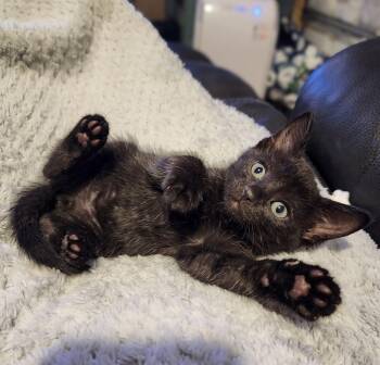 Nisha -  Domestic Medium Hair Cat for Adoption in Allen, Texas - Nisha | PetCurious