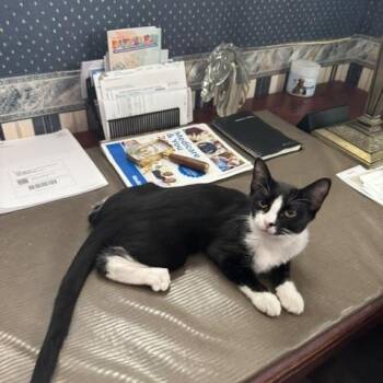 Demi -  Domestic Short Hair Cat for Adoption in Las Vegas, Nevada - Demi | PetCurious
