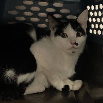 Rescue Domestic Short Hair Cats for Adoption in Port Charlotte, Florida - Onyx | PetCurious