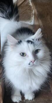 Domestic Long Hair Cats Available for Adoption in Philadelphia, Pennsylvania - Nimbus | PetCurious