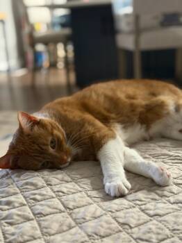 Domestic Short Hair Cats Available for Adoption in Ocean Township, New Jersey - DYLAN | PetCurious