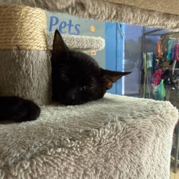 Stumpy - Chino Hills Location -  Domestic Short Hair Cat for Adoption in Chino Hills, California - Stumpy - Chino Hills Location | PetCurious
