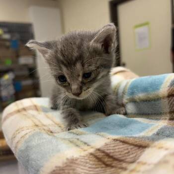 Kiwi 26-05-148 -  Domestic Short Hair Cat for Adoption in Bastrop, Texas - Kiwi 26-05-148 | PetCurious