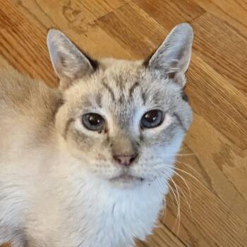 Doodles -  Domestic Short Hair Cat for Adoption in Cumming, Georgia - Doodles | PetCurious