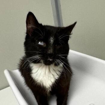 Keller -  Domestic Medium Hair Cat for Adoption in Concord, North Carolina - Keller | PetCurious