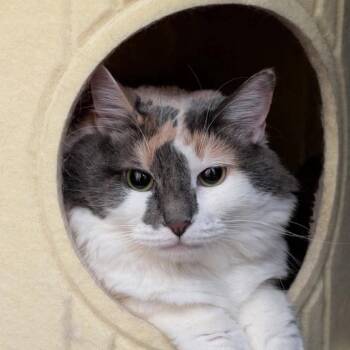 Golda Cat OS NV -  Domestic Short Hair Cat for Adoption in Las Vegas, Nevada - Golda Cat OS NV | PetCurious