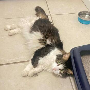 Domestic Long Hair Cats Available for Adoption - Sophia | PetCurious
