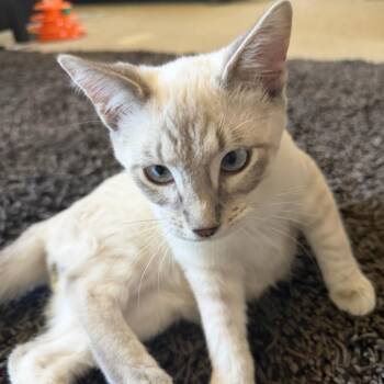 Ice -  Siamese Cat for Adoption in Los Angeles, California - Ice | PetCurious