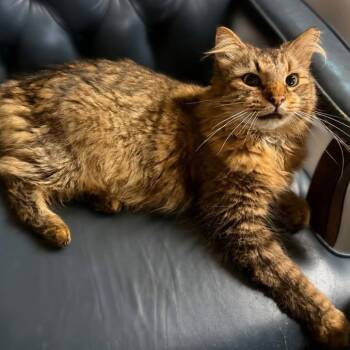 Raja -  Domestic Long Hair Cat for Adoption in Roanoke, Virginia - Raja | PetCurious