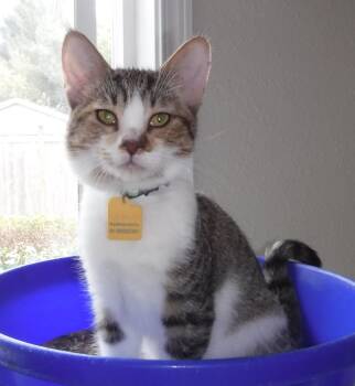 Carmine - Playful & Social -  Tabby Cat for Adoption in Hoquiam, Washington - Carmine - Playful & Social | PetCurious