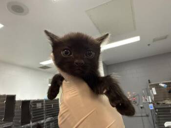 ATLAS -  Domestic Short Hair Cat for Adoption in Thousand Palms, California - ATLAS | PetCurious