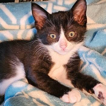 Rescue Domestic Short Hair Cats for Adoption in Port Richey, Florida - Dita Von Teese | PetCurious