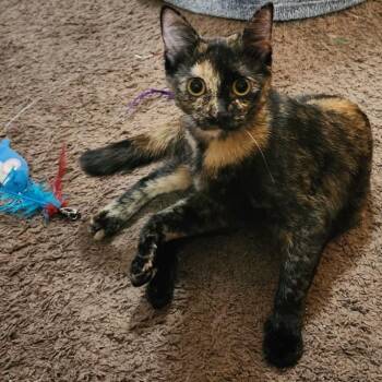 Torti -  Domestic Short Hair Cat for Adoption in Kansas City, Missouri - Torti | PetCurious