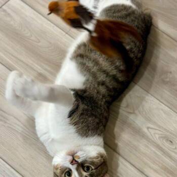 Domestic Short Hair Cats Available for Adoption - Gordo | PetCurious