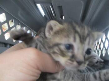 KINK -  Domestic Short Hair Cat for Adoption in Ocala, Florida - KINK | PetCurious