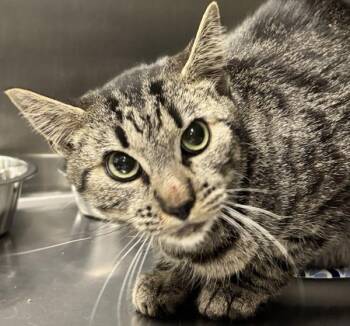Domestic Short Hair Cats Available for Adoption in Golden, Colorado - Gopher | PetCurious