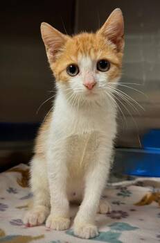 Krusty Krab (Petco) -  Domestic Short Hair Cat for Adoption in Ocala, Florida - Krusty Krab (Petco) | PetCurious