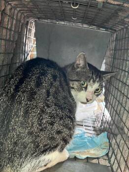 Pooley Feral 5 -  Domestic Short Hair Cat for Adoption in New Braunfels, Texas - Pooley Feral 5 | PetCurious