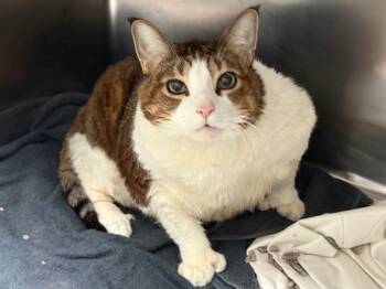 Rescue Domestic Short Hair Cats for Adoption in New York, New York - Gizelle | PetCurious