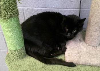 AXEL -  Domestic Short Hair Cat for Adoption in Pegram, Tennessee - AXEL | PetCurious