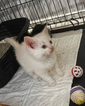 Luna -  Siamese Cat for Adoption in Georgetown, Ohio - Luna | PetCurious