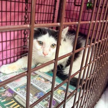 Comet -  Domestic Short Hair Cat for Adoption in Aldie, Virginia - Comet | PetCurious