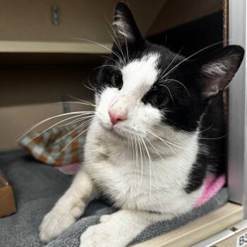 Hollywood Hibiscus -  Domestic Short Hair Cat for Adoption in Wheeling, Illinois - Hollywood Hibiscus | PetCurious