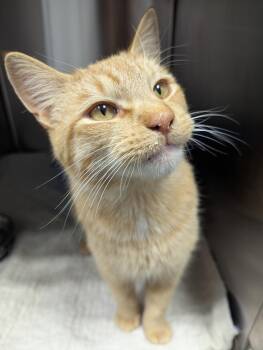 Rescue Domestic Short Hair Cats for Adoption in Dickinson, North Dakota - Pumpkin Spice | PetCurious