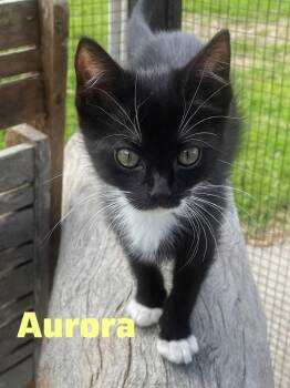Domestic Medium Hair Cats Available for Adoption in Shrewsbury, Massachusetts - Aurora | PetCurious
