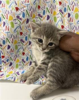 Domestic Short Hair Cats Available for Adoption in Killeen, Texas - ASPEN | PetCurious