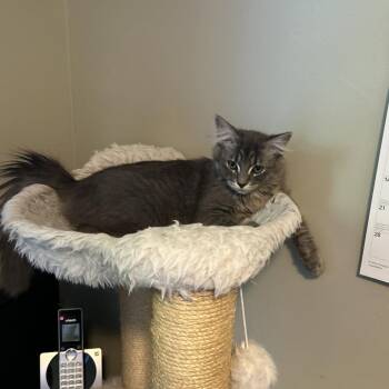 Hooligan C69978 -  Domestic Medium Hair Cat for Adoption in Minnetonka, Minnesota - Hooligan C69978 | PetCurious