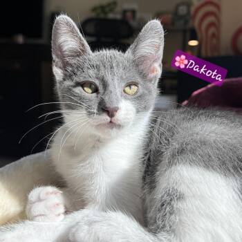 Dakota -  Russian Blue and Domestic Short Hair Cat for Adoption in Yorba Linda, California - Dakota | PetCurious