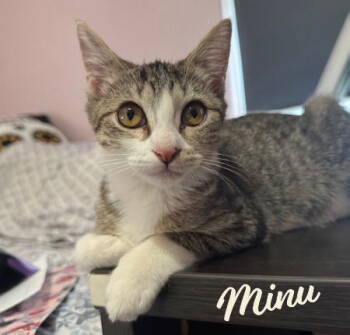 Rescue Tabby and Domestic Short Hair Cats for Adoption in Houston, Texas - Minu #bonded-to-Kimchi | PetCurious