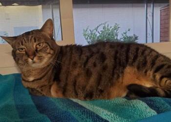 Borris & Lana - bonded besties -  Tabby and Domestic Short Hair Cat for Adoption in San Luis Obispo, California - Borris & Lana - Bonded Besties | PetCurious
