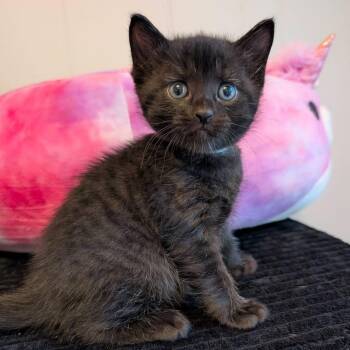 Domestic Short Hair Cats Available for Adoption in Southern Pines, North Carolina - Ciara | PetCurious