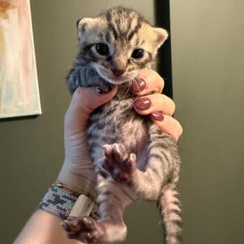 Cricket Baby -  Domestic Short Hair Cat for Adoption in Philadelphia, Pennsylvania - Cricket Baby | PetCurious