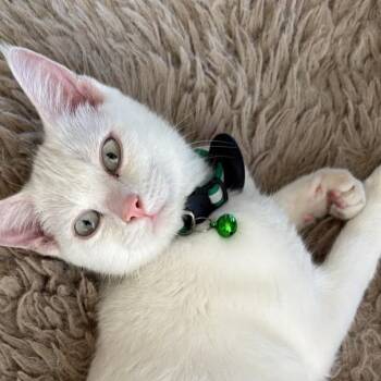 Iris Reid -  Domestic Short Hair Cat for Adoption in Eagle Mountain, Utah - Iris Reid | PetCurious