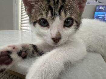 THE PURRFECT MATCH. -  Domestic Short Hair Cat for Adoption in Las Vegas, Nevada - THE PURRFECT MATCH. | PetCurious