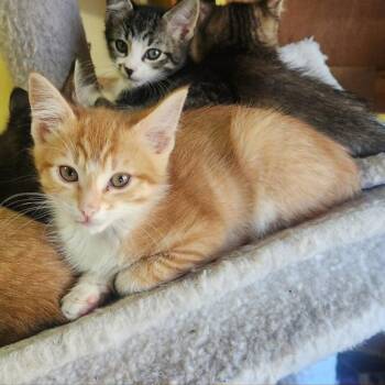 Domestic Short Hair Cats Available for Adoption in Candler, North Carolina - Davie | PetCurious