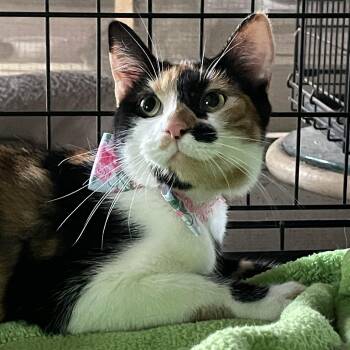 Rescue Calico Cats for Adoption in Parkland, Florida - Dayse | PetCurious