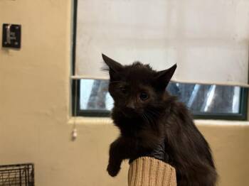 Rescue Domestic Short Hair Cats for Adoption in Pasadena, California - A525240 | PetCurious
