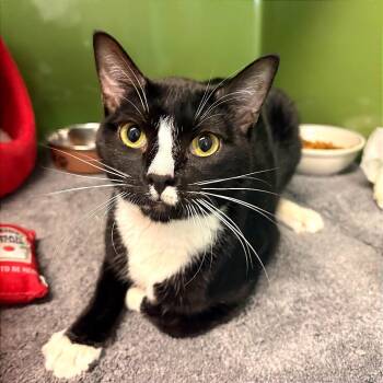 Sergei Bobrovsky -  Domestic Short Hair Cat for Adoption in Fort Lauderdale, Florida - Sergei Bobrovsky | PetCurious