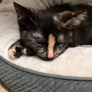 Tourmaline -  Domestic Short Hair Cat for Adoption in Springfield, Oregon - Tourmaline | PetCurious