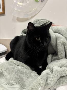 Paul -  Domestic Short Hair Cat for Adoption in Stratham, New Hampshire - Paul | PetCurious